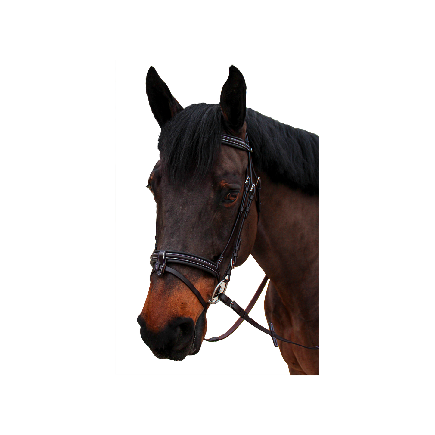 Bridon Canter "bombé 1/2 rond Nino"