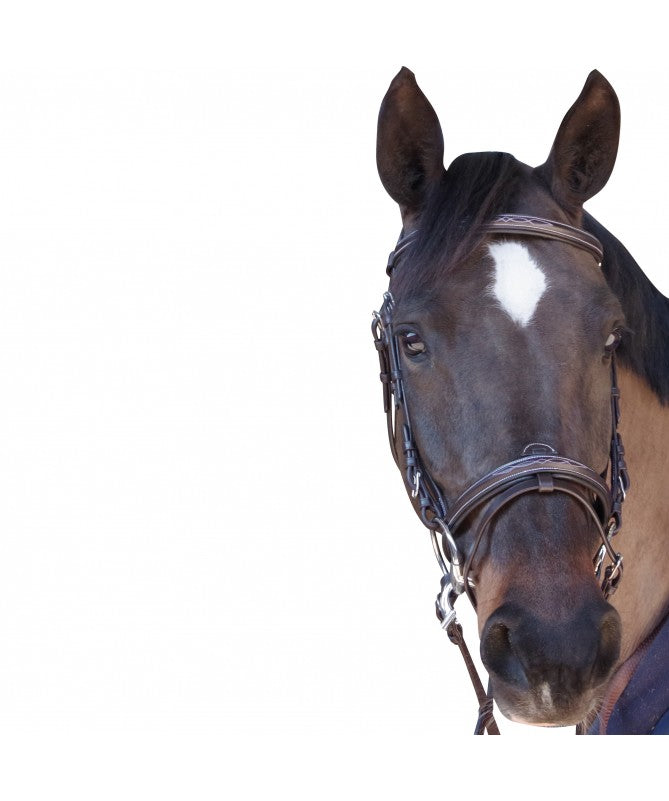 Bridon Canter "Surpiqué"