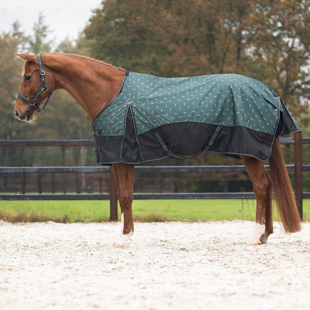 Couverture de paddock QHP "Sapphire" 50gr 1200D