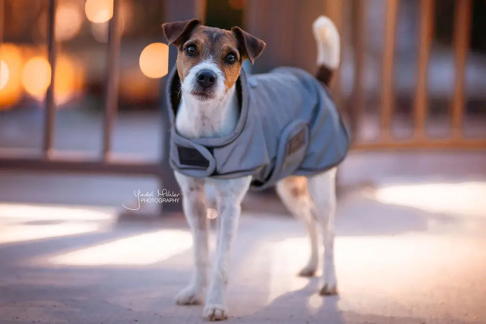 Manteau chien déperlant et réfléchissant