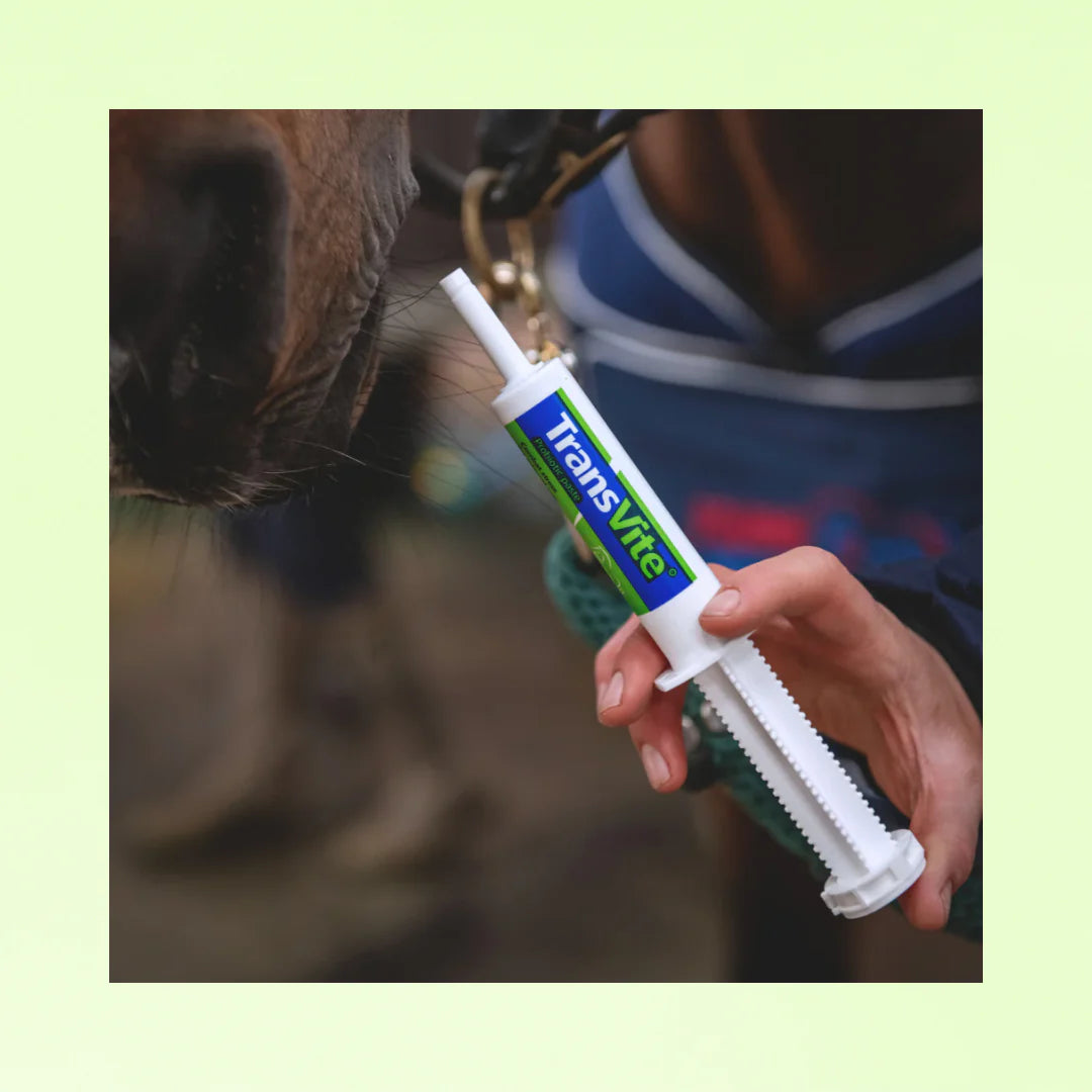 Transvite pre et probiotiques / stress intestinal - Equine products Pack X3