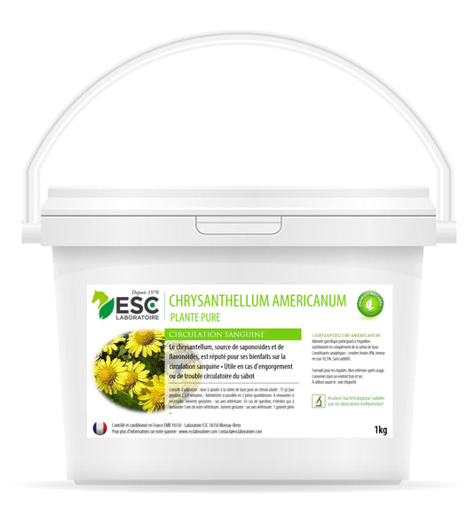 Chrysantellum americanim - Engorgement