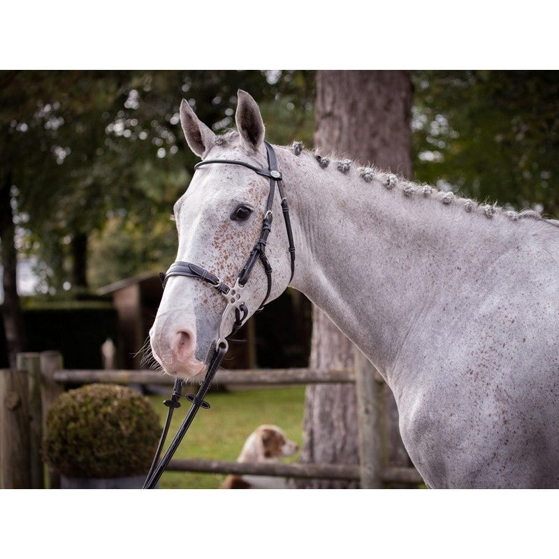 Bridon Jump'in "Hackamore - Collection Week