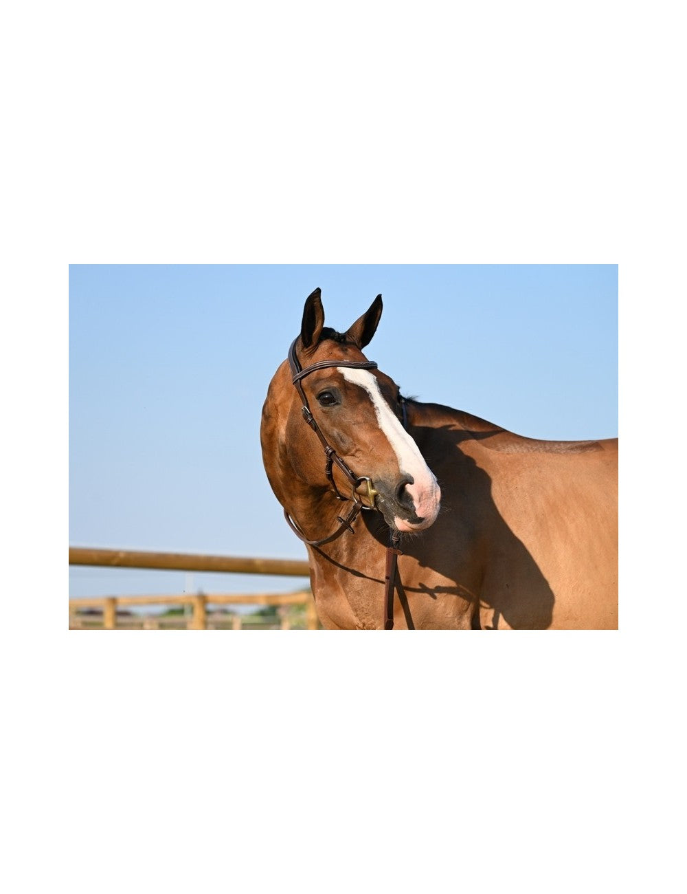 Bridon Jump'in "Liberty" - Collection One