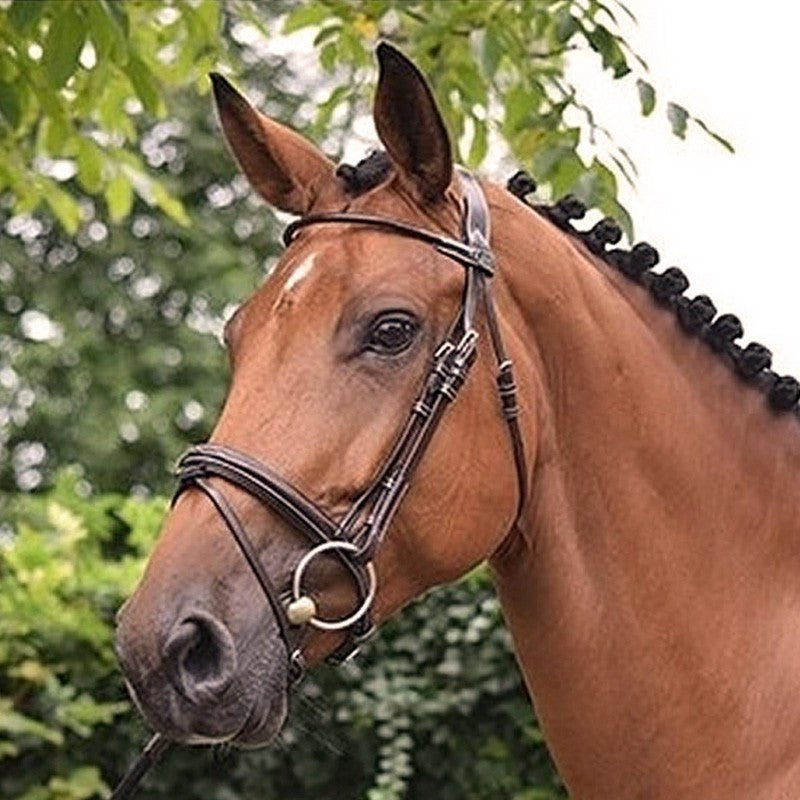 Bridon Jump'In "Monday"