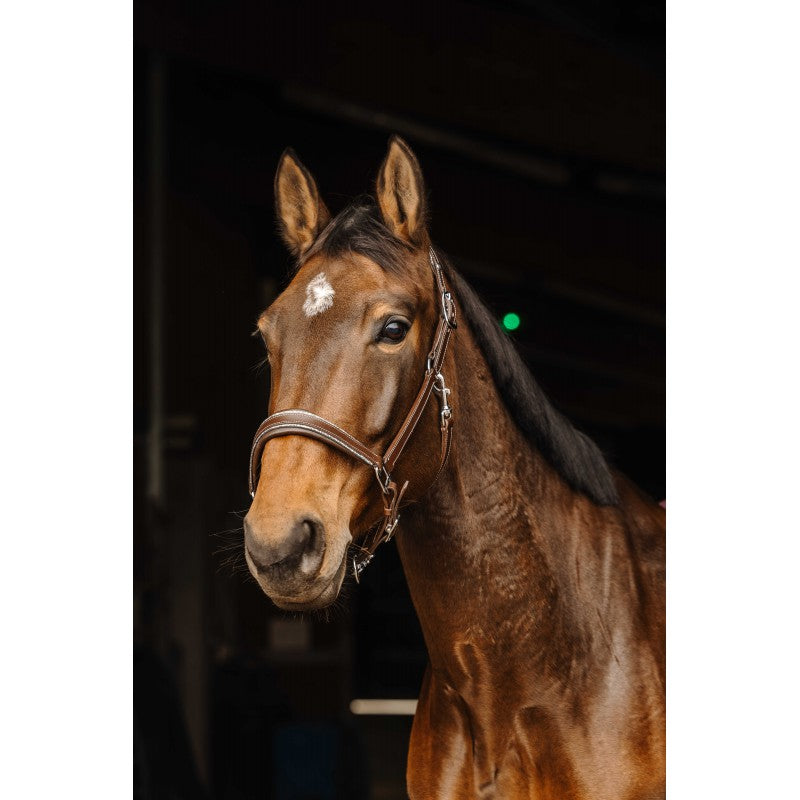 Licol en cuir Norton "Rock"