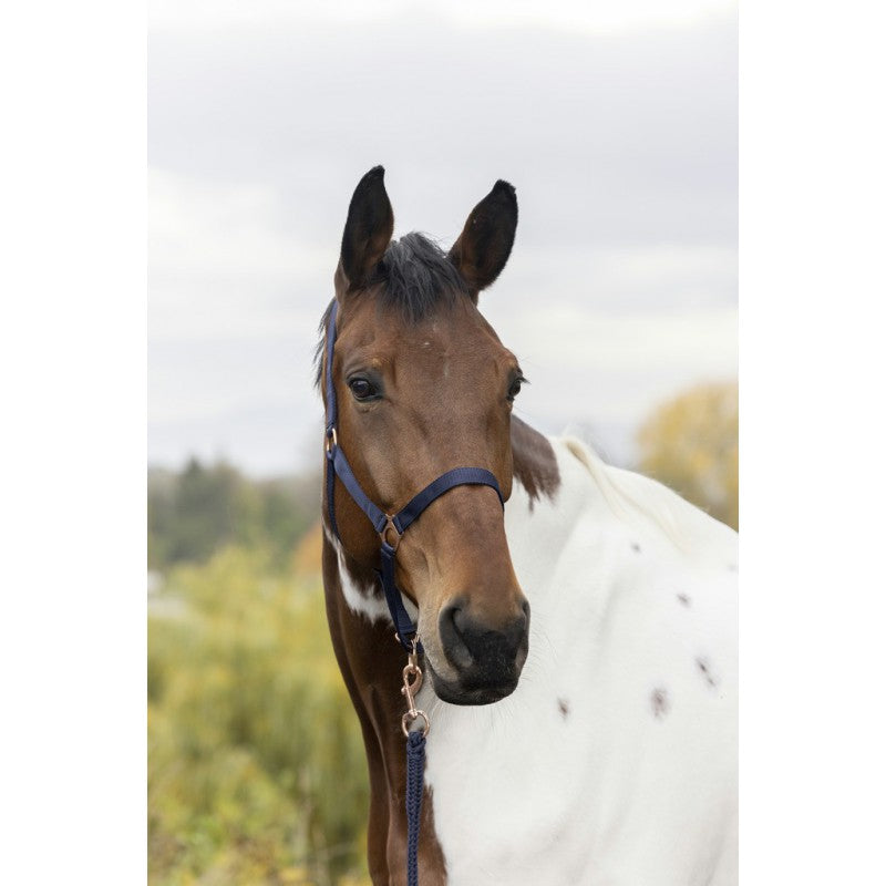 Licol + Longe Norton Nylon / rose gold