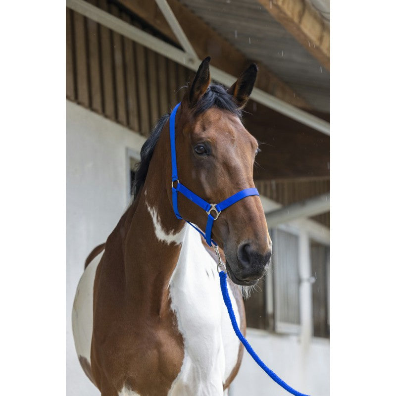 Licol + Longe Riding World "club"