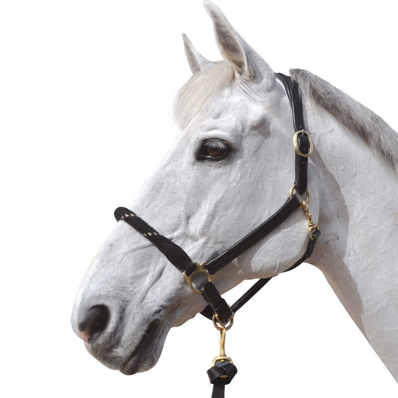 Licol en cuir/corde Canter