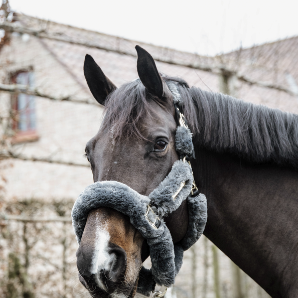 LICOL DE TRANSPORT MOUTON