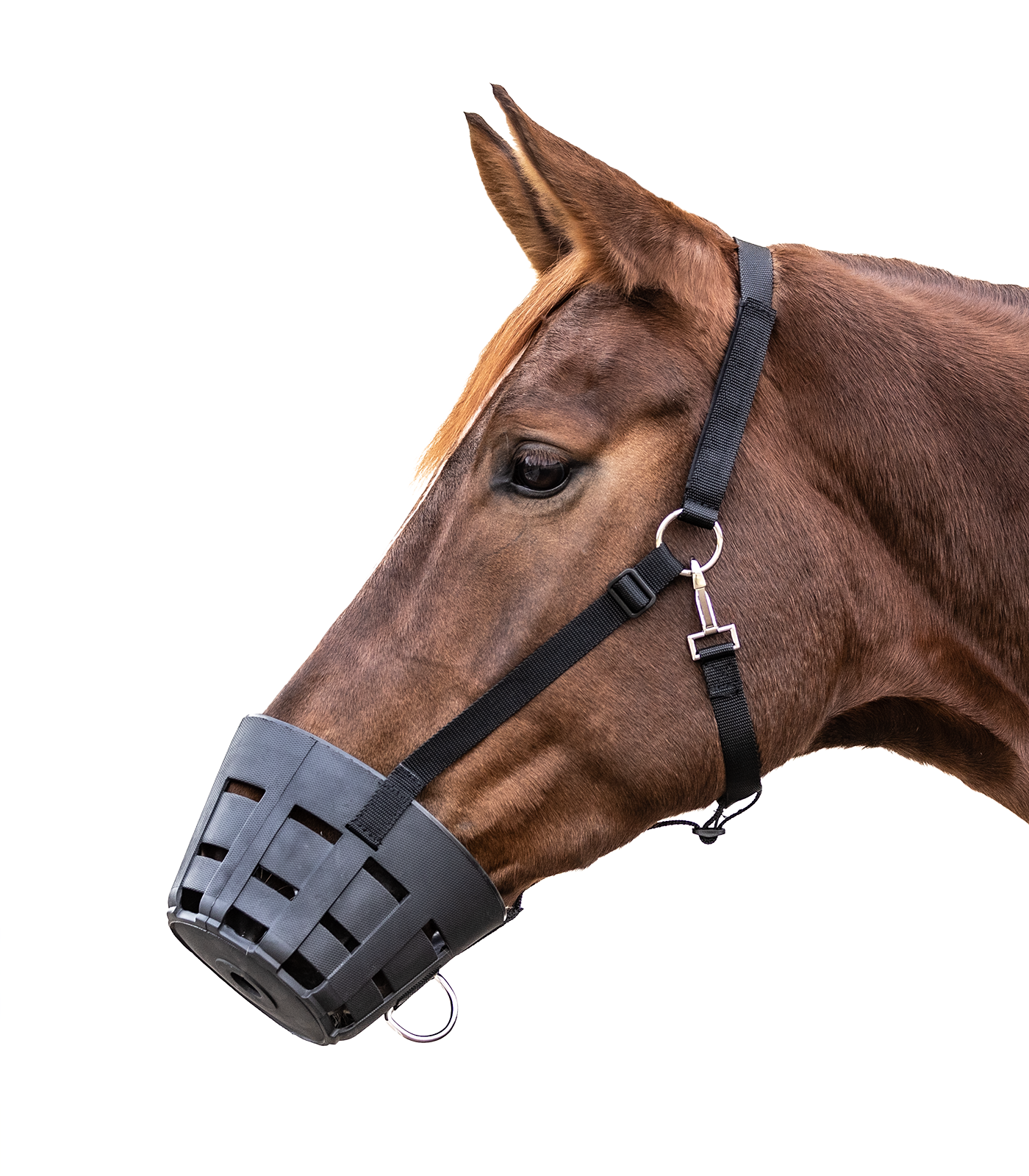 Panier pour chevaux