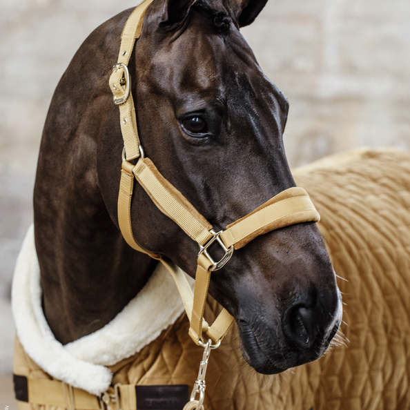 Licol Kentucky "Velvet"