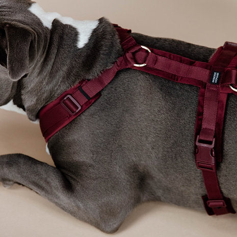 Harnais pour chien actif Kentucky