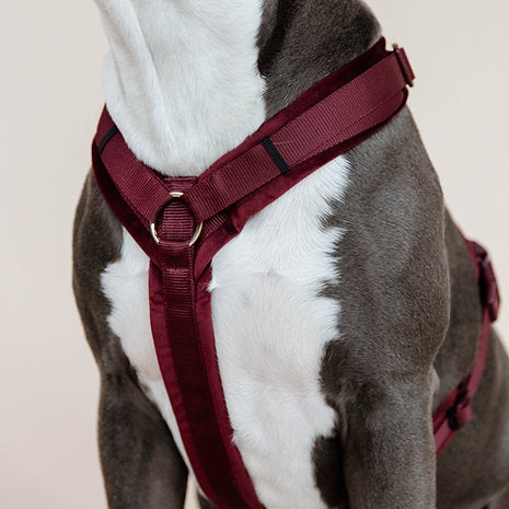 Harnais pour chien actif Kentucky