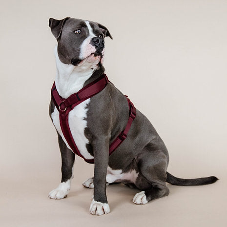 Harnais pour chien actif Kentucky