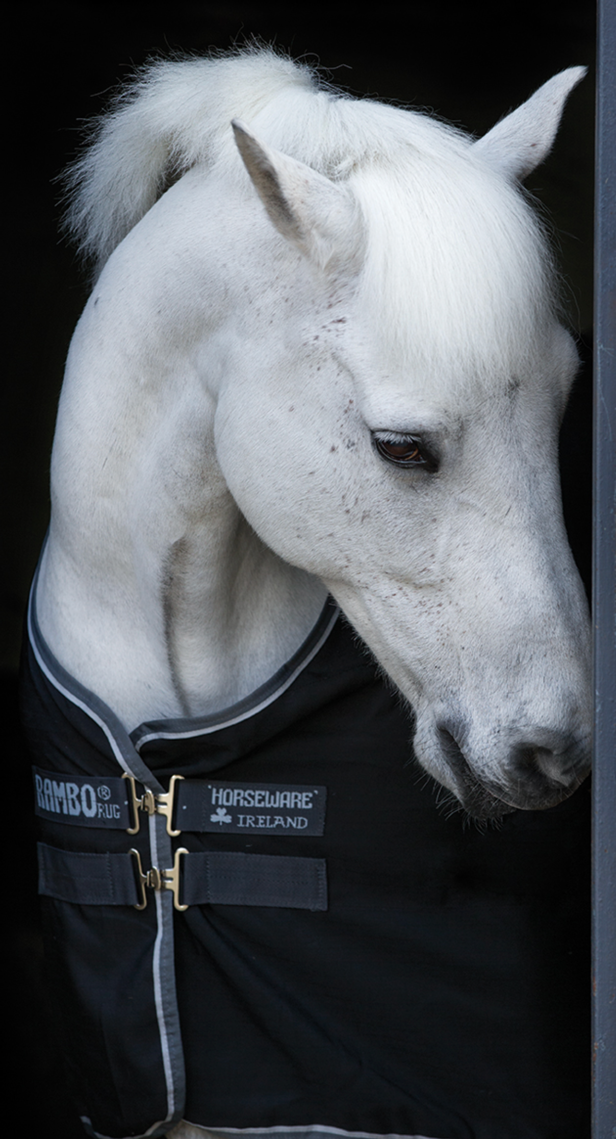 Chemise "Rambo" stable sheet