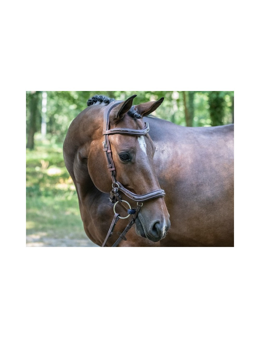 Bridon Jump'In "Manhattan"