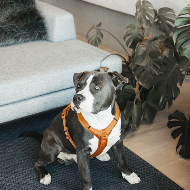 Harnais pour chien actif Kentucky