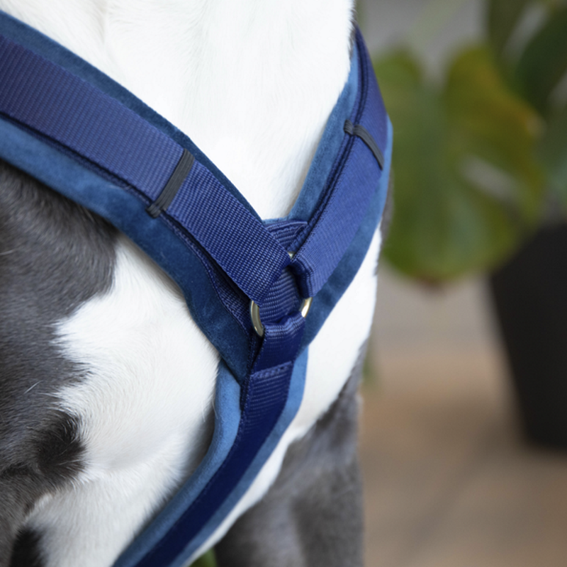 Harnais pour chien actif Kentucky