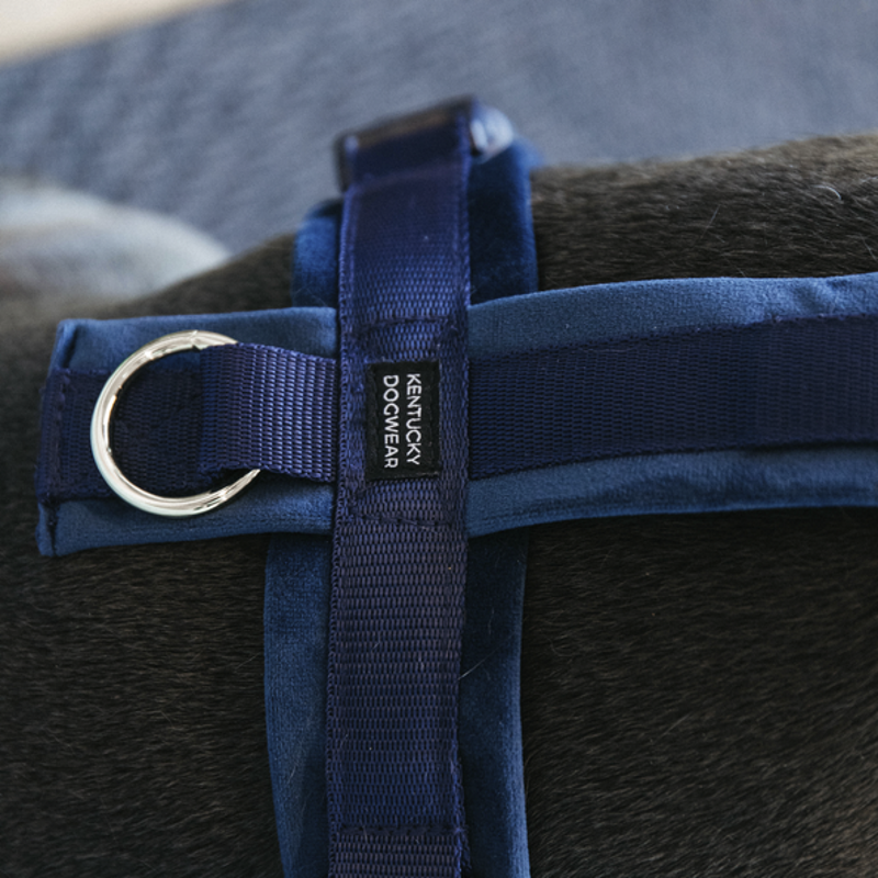 Harnais pour chien actif Kentucky