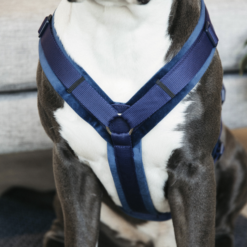 Harnais pour chien actif Kentucky