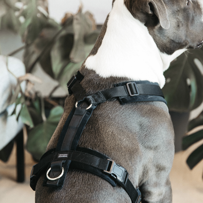 Harnais pour chien actif Kentucky