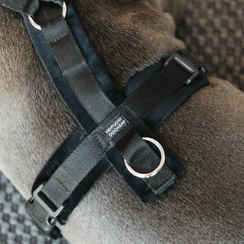 Harnais pour chien actif Kentucky