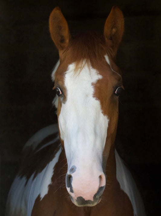 Période estivale : comment lutter contre les insectes et protéger son cheval ?