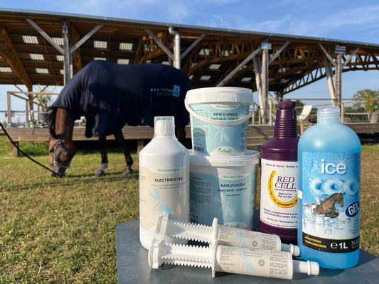 Comment lutter contre les fortes chaleurs ? Les indispensables de l'été pour nos chevaux