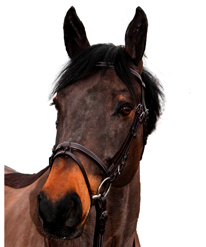 Bridon Canter "Club"