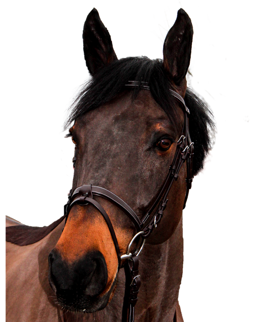 Bridon Canter "Club"