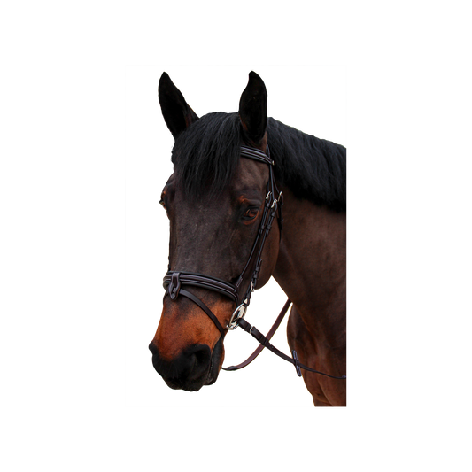 Bridon CANTER bombé 1/2 rond Nino