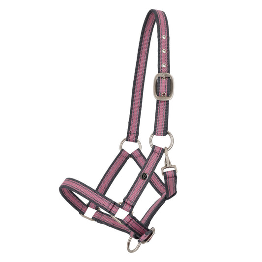 Licol QHP Poulain Collection 26