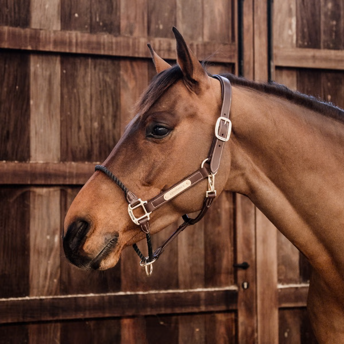 Licol Rope en cuir - Kentucky