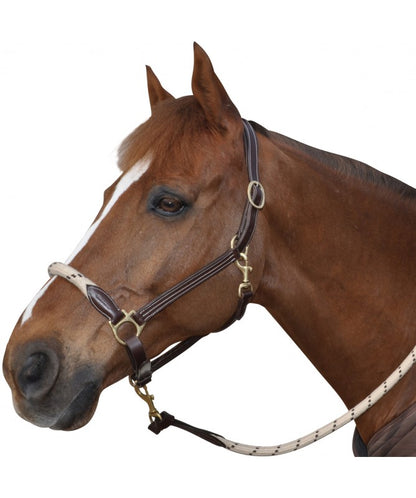 Licol en cuir/corde Canter