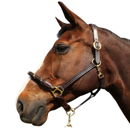 Licol en cuir/corde Canter