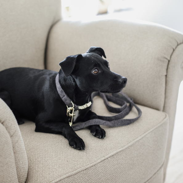 Laisse chien "laine wool"