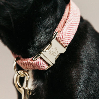 Collier chien "laine wool"