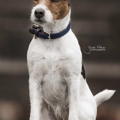 Collier chien tressé