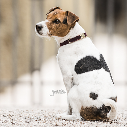 Collier chien "Corduroy"