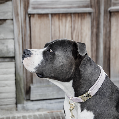 Collier pour chien Kentucky "Velvet"