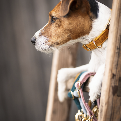 Collier pour chien Kentucky "Velvet"