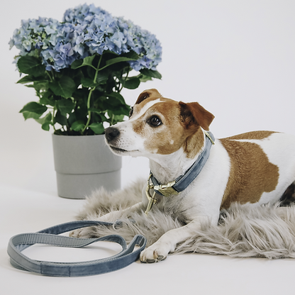 Collier pour chien Kentucky "Velvet"