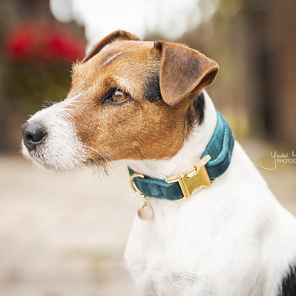 Collier pour chien Kentucky "Velvet"