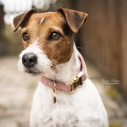 Collier pour chien Kentucky "Velvet"