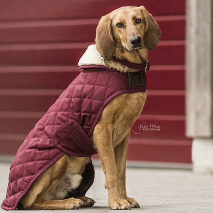 Couverture chien - Kentucky