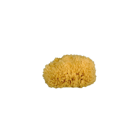 Eponge naturel