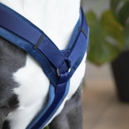 Harnais pour chien actif Kentucky