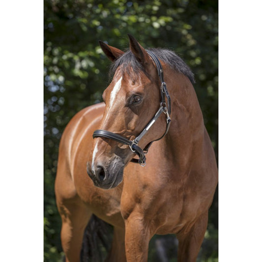 Licol cuir grooming Norton