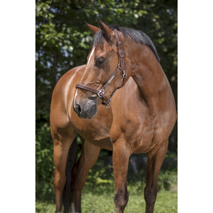 Licol cuir grooming Norton